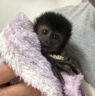 Filhote de macaco-prego é resgatado após ser encontrado abraçado com a mãe atropelada