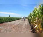 Agrônomo Sergio Empinotti e estagiário Bruno Henrique de Araújo avaliam lavoura de milho  