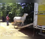 Após denúncias, Guarda Civil Municipal resgata cavalos soltos