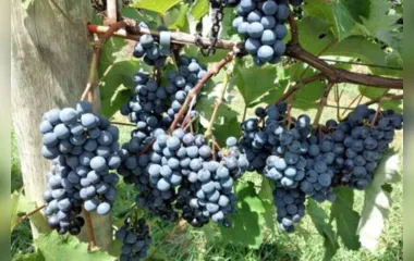 IDR-Paraná lança manual atualizado para produção de uvas