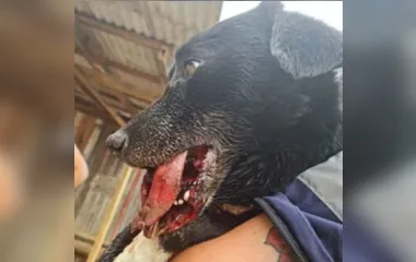 Criminosos explodem rojão na boca de um cachorro no Paraná; Vídeo