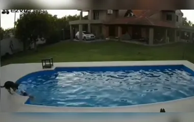 Cachorra 'heroína' salva Pit Bull cega de se afogar em piscina; vídeo