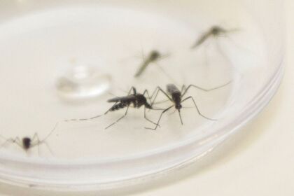 Com 1.946 casos, combate à dengue continua prioritário