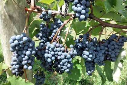 IDR-Paraná lança manual atualizado para produção de uvas