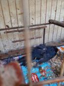 PF investiga morte de 600 animais em centro de tratamento do Ibama