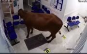 Vaca invade pronto-socorro de hospital e causa pânico; veja