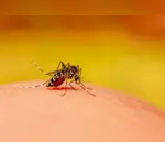 Arapongas registra 20 casos confirmados de dengue