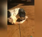 Cachorro ferido por ouriço é encontrado em Aricanduva; veja