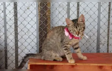 Animais especiais resgatados em Brumadinho aguardam adoção responsável