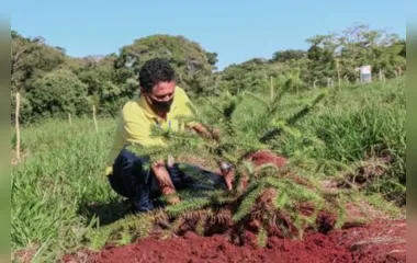 Plantio de mudas nativas integra área de mata do Parque da Raposa