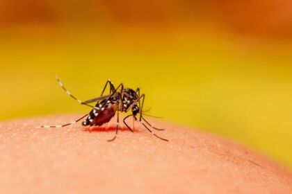 Arapongas registra 20 casos confirmados de dengue