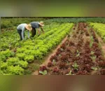 Arapongas convoca agricultores cadastrados no Pronaf