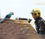 Arara xinga bombeiro após ser resgatada de telhado