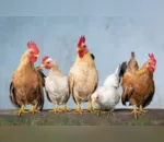 Cidade distribui galinhas para quem vacinar contra a Covid