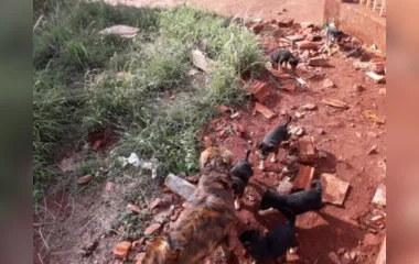 Moradores se mudam e abandonam 8 cachorros em Apucarana