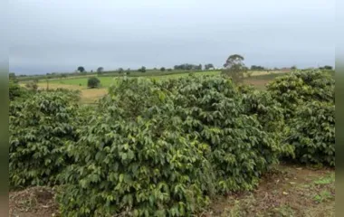 Paraná emite alerta de geada para a região cafeeira