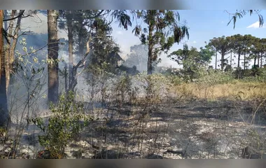 Princípio de incêndio invade área de araucárias em Apucarana
