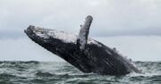 Baleia ‘engole’ pescador nos EUA e depois o cospe vivo