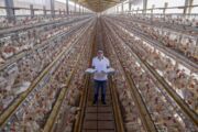 Com qualidade, Arapongas puxa a produção de ovos no Paraná