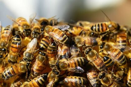 O que fazer em ataque de abelhas? Bombeiros orientam