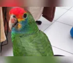 Após gritar “socorro”, papagaio é resgatado em árvore