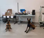 Cães da PRF encontram drogas em caixas durante treinamento