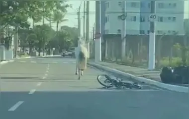 Cavalo atropela ciclista, arrasta bicicleta e atinge homem