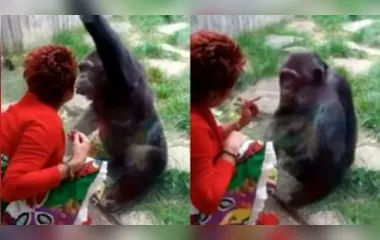 Mulher é expulsa de zoo por ter relação afetiva com chipanzé