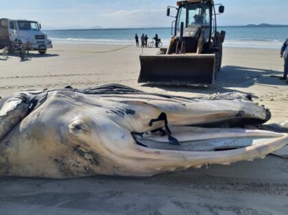 Baleia jubarte encalha e morre no Litoral do Paraná