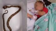 Susto: criança de 1 ano sobrevive a picada de cobra jararaca