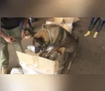 Cão da polícia localiza drogas em pacotes de ração no Paraná