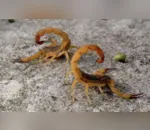 Escorpião-amarelo