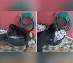 VÍDEO: Cachorro viraliza após de ser flagrado lavando roupa
