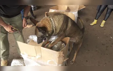 Cão da polícia localiza drogas em pacotes de ração no Paraná