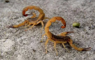 Visa  emite alerta para escorpião-amarelo  em Ivaiporã