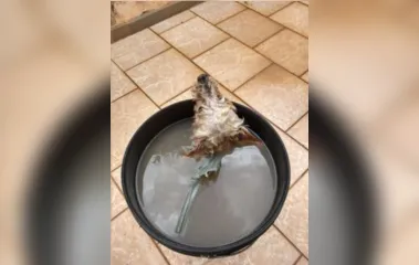Maus-tratos: morador de Apucarana deixa cão em balde d'água