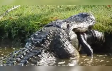 Vídeo: 'crocodilo gigante' engole animal da mesma espécie