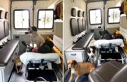 Cães 'invadem' ambulância para acompanhar dono até hospital