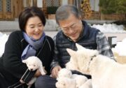 Coreia do Sul pode acabar com o consumo de carne de cachorro