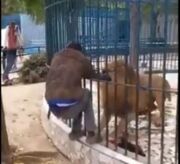 Homem provoca leão em zoológico e é atacado pelo animal