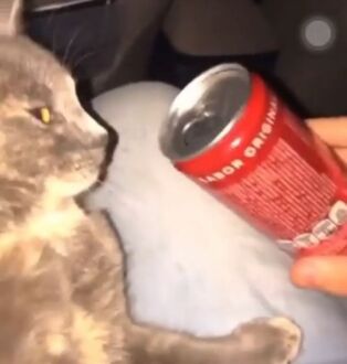 Mulher é suspeita de drogar gato com “loló”; vídeo
