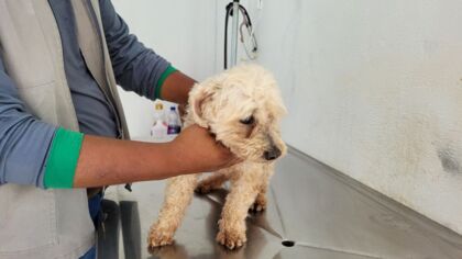 "O cão ficou 2 horas dentro do balde com água", diz delegada