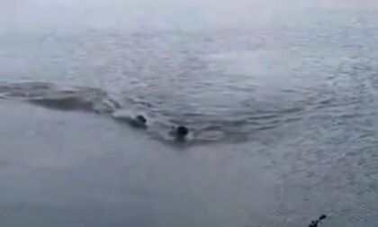 Vídeo: Homem é perseguido por jacaré durante nado