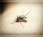 Arapongas divulga novo informe semanal da dengue