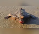 Banhistas são surpreendidos com peixe-morcego em SP