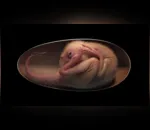 Dinossauro bebê perfeitamente preservado é descoberto