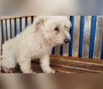 Moradores de 3 estados querem adotar cão pendurado em varal
