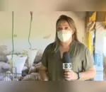 Repórter é atacada por porcos durante gravação de matéria