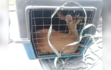 Cervo é resgatado após ter sido atacado por cães
