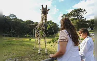 Girafa mais velha do Brasil morre no zoológico de Curitiba